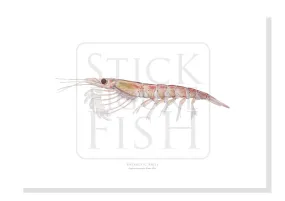 Antarctic Krill - Fine Art Print