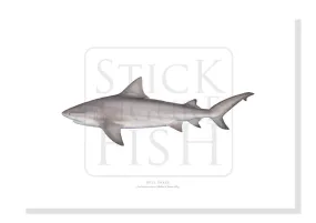 Bull Shark, Carcharhinus leucas (Müller & Henle 1839) - Fine Art Print