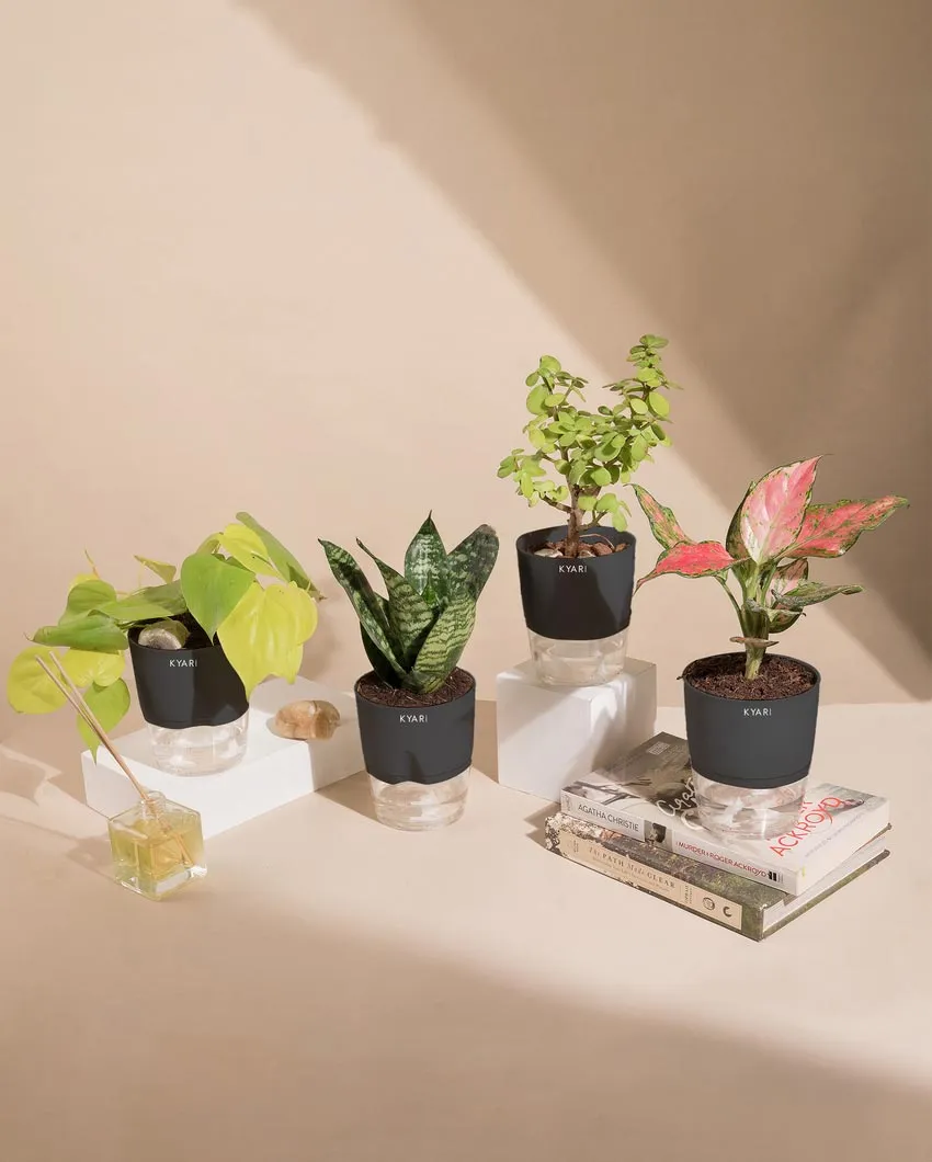 Aglaonema Jade Plants With Pots | Pack of 4 | 4 x 10 inches