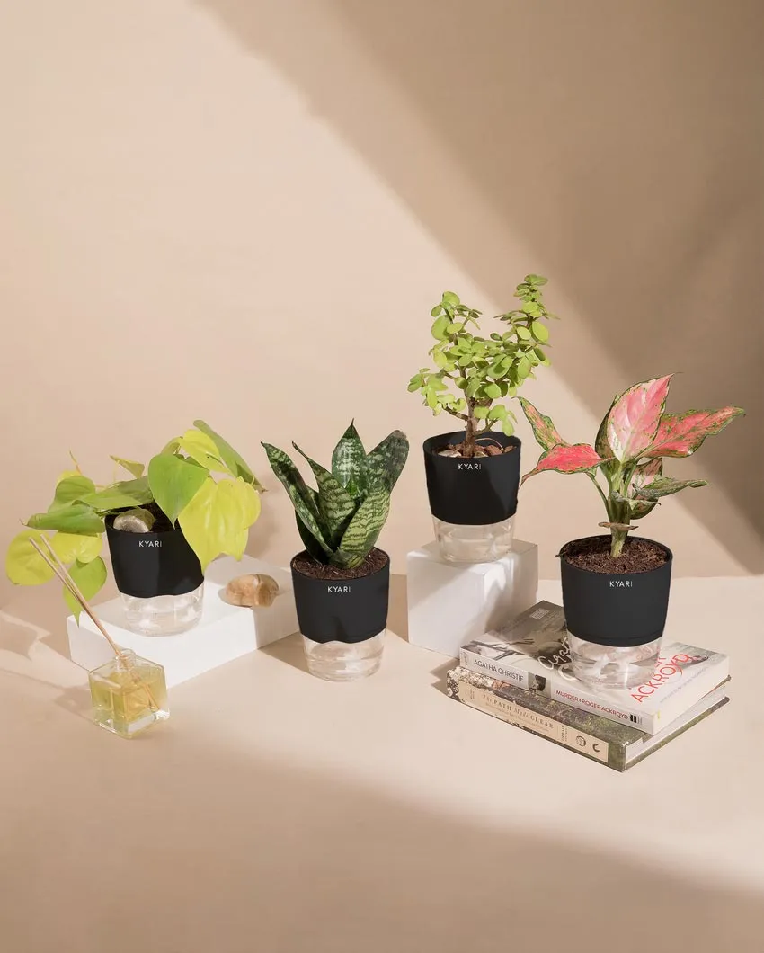 Aglaonema Jade Plants With Pots | Pack of 4 | 4 x 10 inches