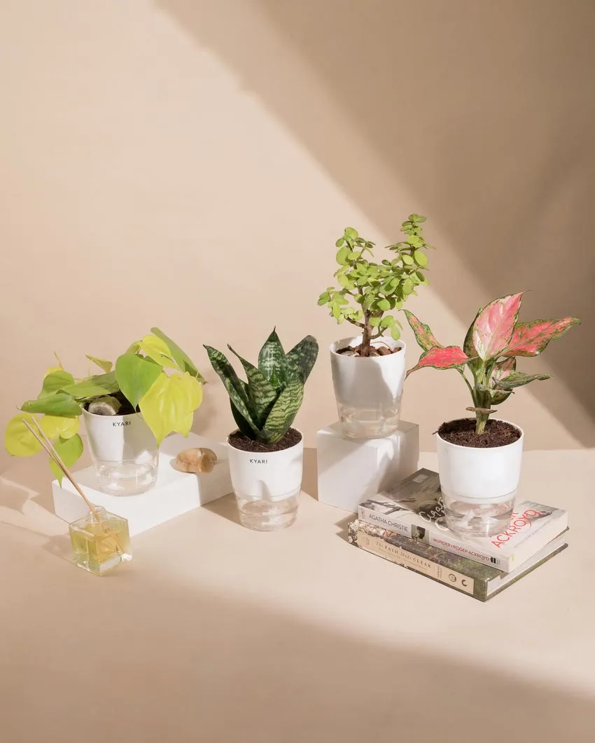 Aglaonema Jade Plants With Pots | Pack of 4 | 4 x 10 inches