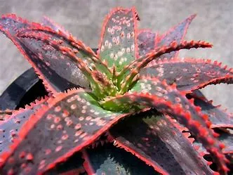 Aloe Christmas Carol 1g