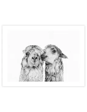 Llama Love