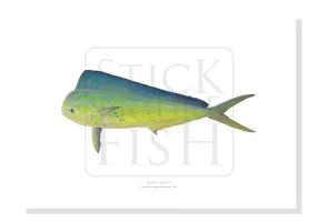 Mahi Mahi, Coryphaena hippurus (Linnaeus, 1758) - Fine Art Print