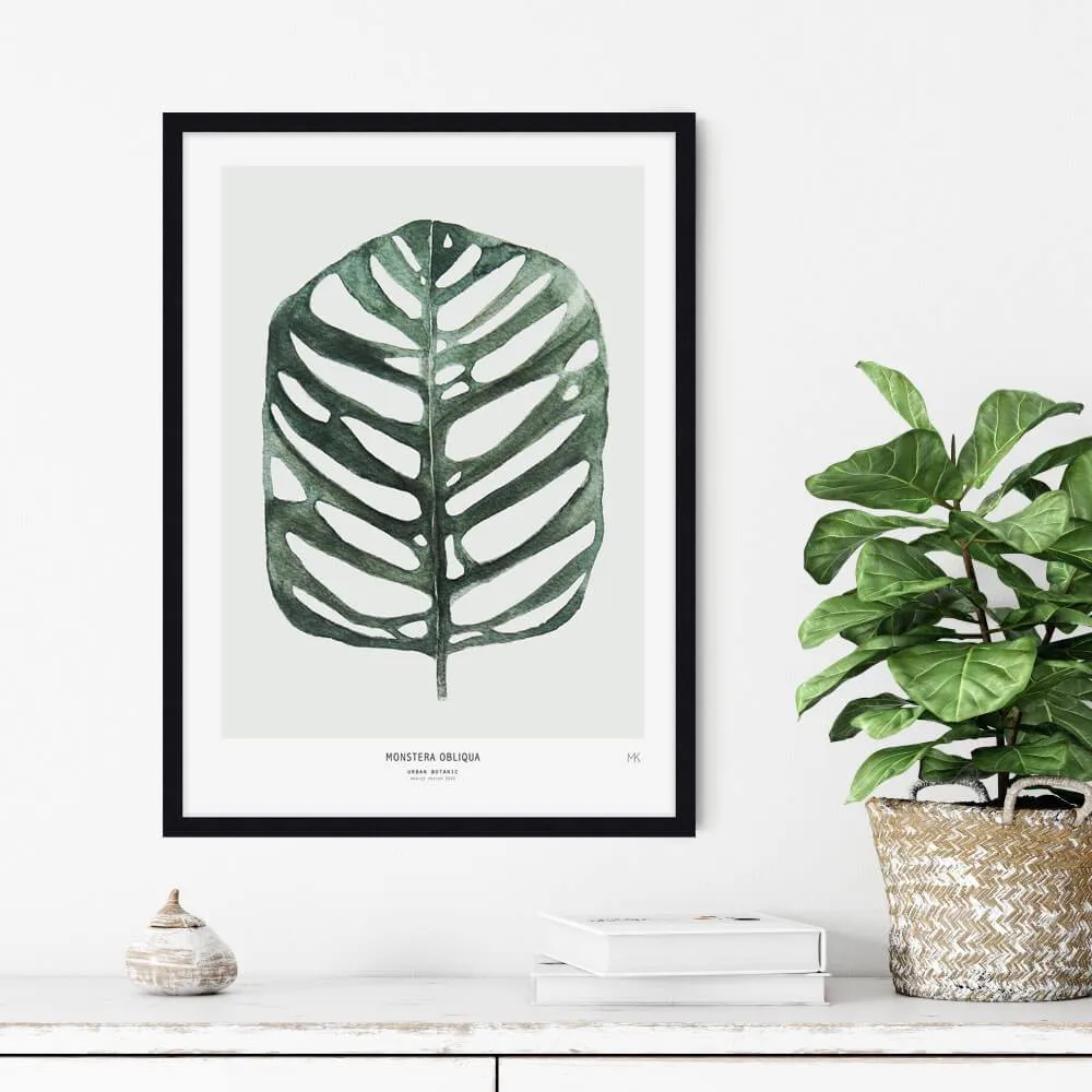 Monstera Obliqua