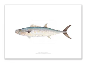 Shark Mackerel, Grammatorcynus bicarinatus (Quoy & Gaimard 1825) - Fine Art Print