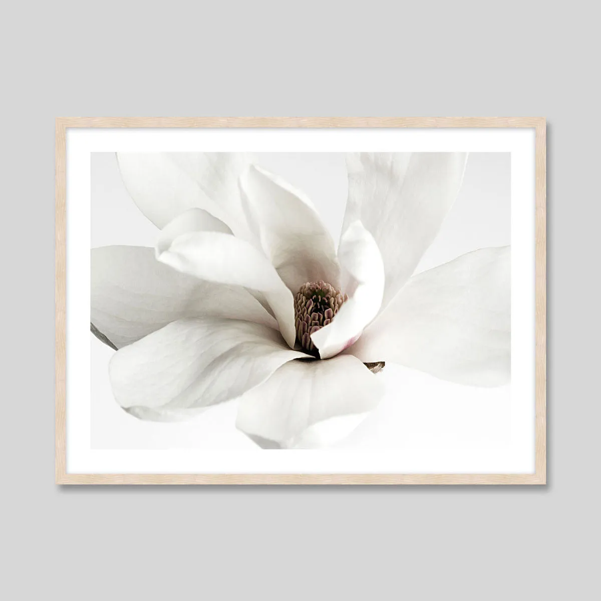 White Magnolia