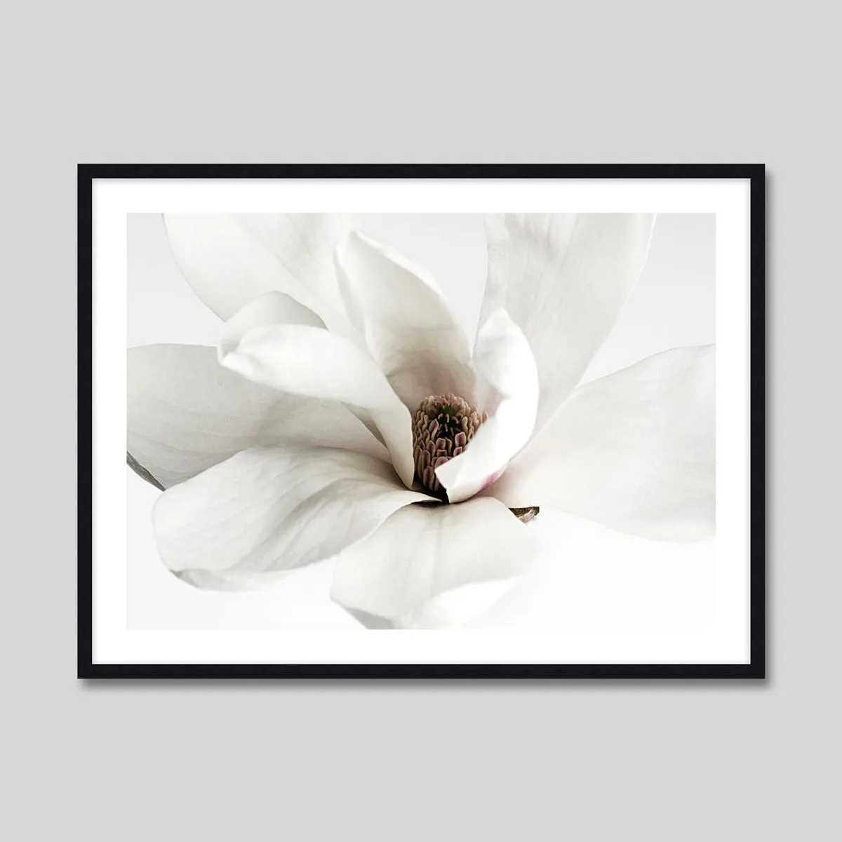 White Magnolia