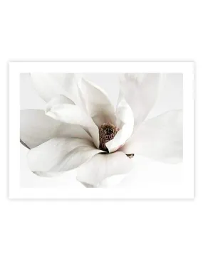 White Magnolia