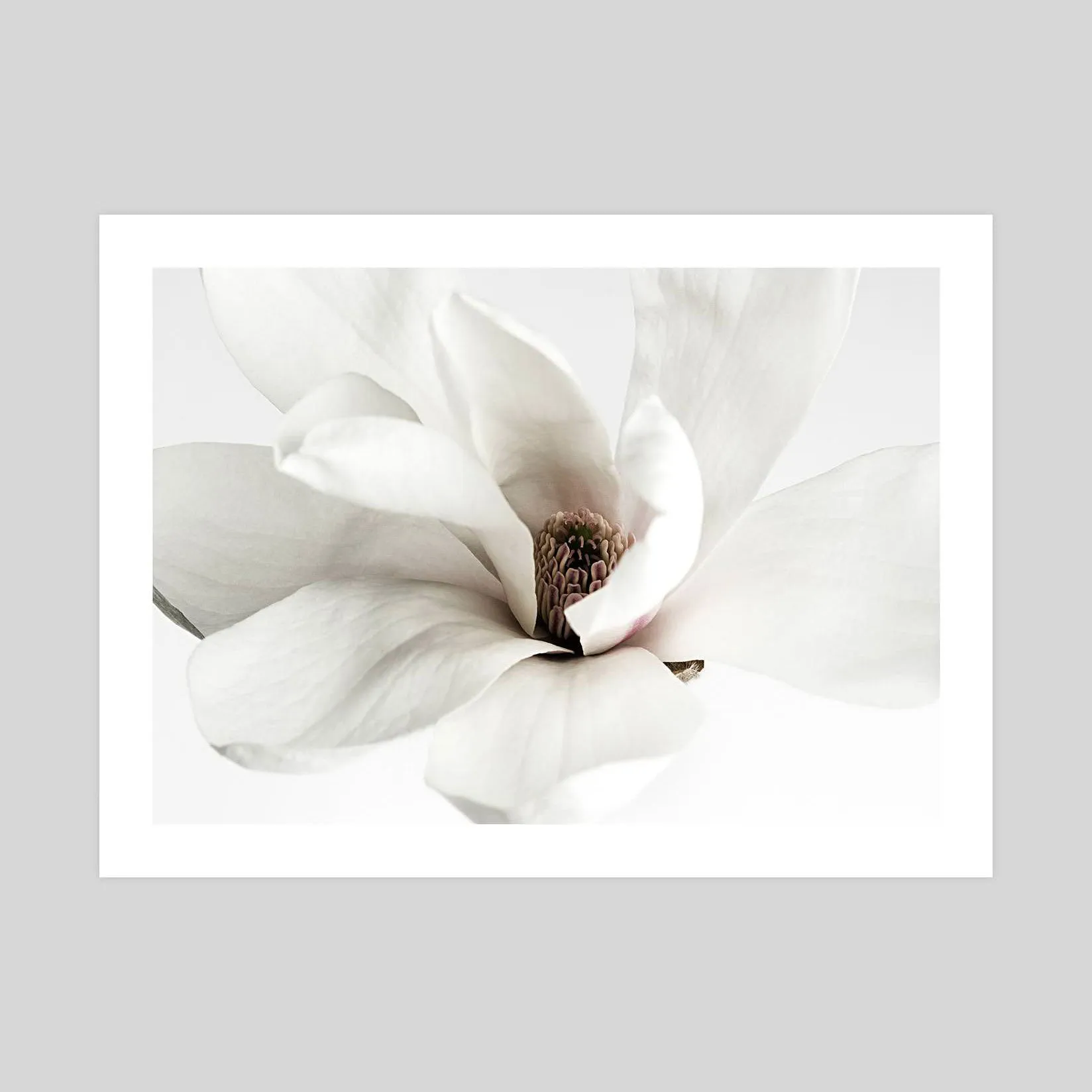 White Magnolia